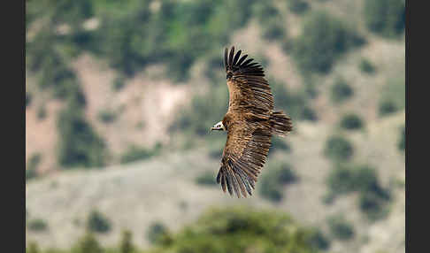 Mönchsgeier (Aegypius monachus)