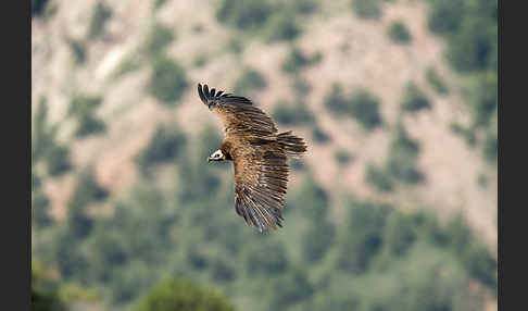 Mönchsgeier (Aegypius monachus)