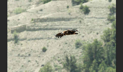 Mönchsgeier (Aegypius monachus)