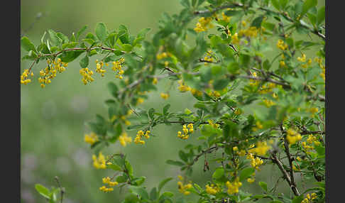 Gemeine Berberitze (Berberis vulgaris)