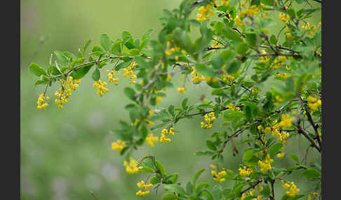 Gemeine Berberitze (Berberis vulgaris)