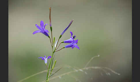 Berg-Blaulilie (Ixiolirion tataricum)