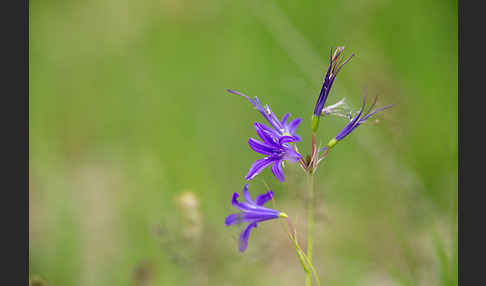 Berg-Blaulilie (Ixiolirion tataricum)