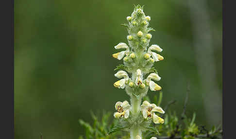 Eremostachys (Eremostachys spec.)