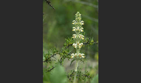 Eremostachys (Eremostachys spec.)