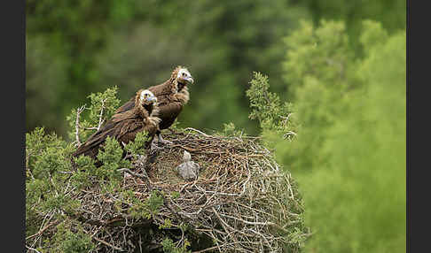 Mönchsgeier (Aegypius monachus)