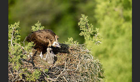 Mönchsgeier (Aegypius monachus)