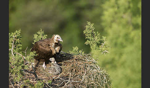 Mönchsgeier (Aegypius monachus)