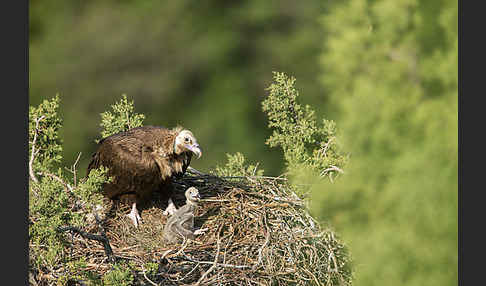 Mönchsgeier (Aegypius monachus)