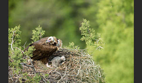 Mönchsgeier (Aegypius monachus)