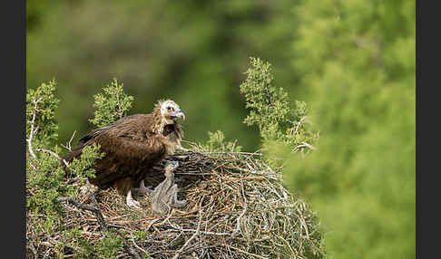 Mönchsgeier (Aegypius monachus)