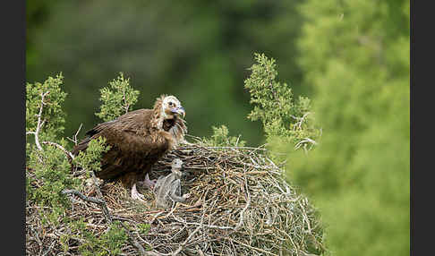 Mönchsgeier (Aegypius monachus)