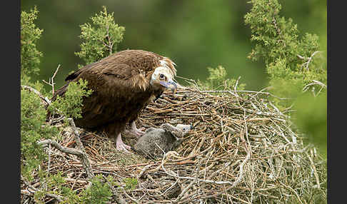 Mönchsgeier (Aegypius monachus)