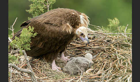 Mönchsgeier (Aegypius monachus)