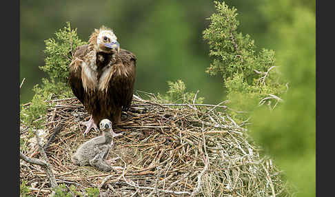 Mönchsgeier (Aegypius monachus)