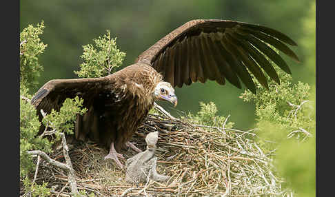 Mönchsgeier (Aegypius monachus)