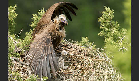 Mönchsgeier (Aegypius monachus)