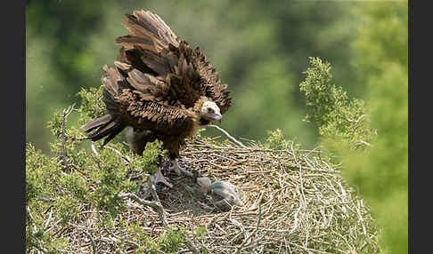 Mönchsgeier (Aegypius monachus)