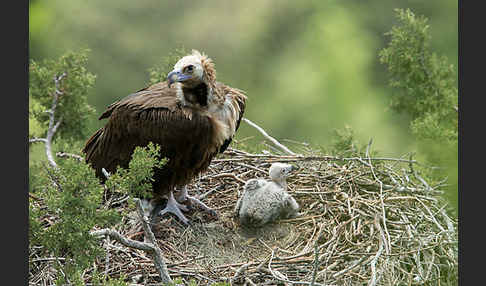 Mönchsgeier (Aegypius monachus)