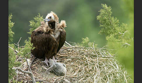 Mönchsgeier (Aegypius monachus)