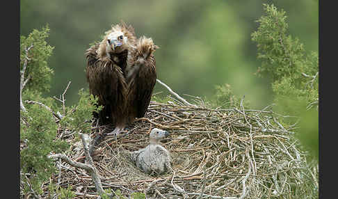 Mönchsgeier (Aegypius monachus)