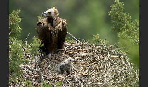 Mönchsgeier (Aegypius monachus)