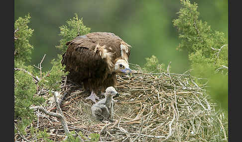 Mönchsgeier (Aegypius monachus)