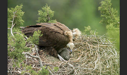 Mönchsgeier (Aegypius monachus)