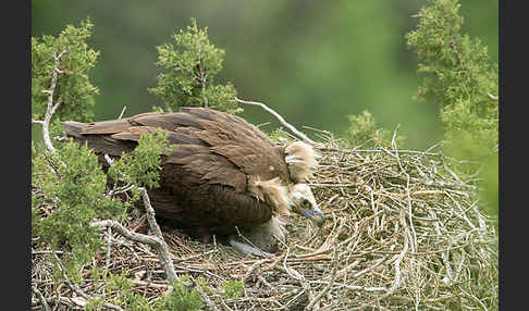 Mönchsgeier (Aegypius monachus)