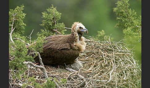 Mönchsgeier (Aegypius monachus)