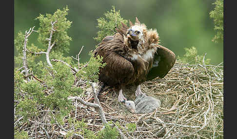 Mönchsgeier (Aegypius monachus)