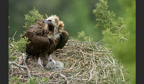 Mönchsgeier (Aegypius monachus)