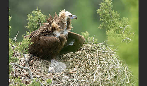 Mönchsgeier (Aegypius monachus)