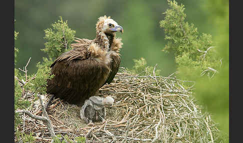 Mönchsgeier (Aegypius monachus)