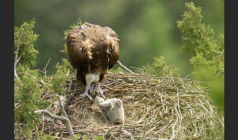 Mönchsgeier (Aegypius monachus)