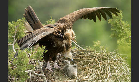 Mönchsgeier (Aegypius monachus)