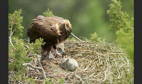 Mönchsgeier (Aegypius monachus)