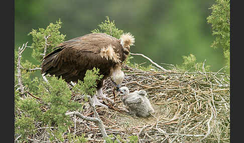 Mönchsgeier (Aegypius monachus)