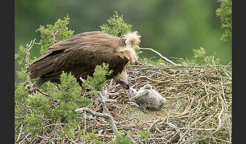 Mönchsgeier (Aegypius monachus)