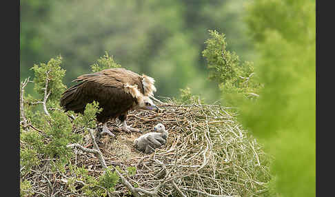 Mönchsgeier (Aegypius monachus)