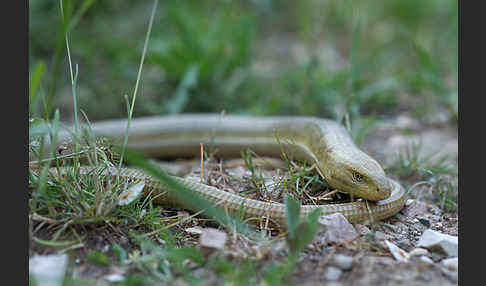 Scheltopusik (Pseudopus apodus)