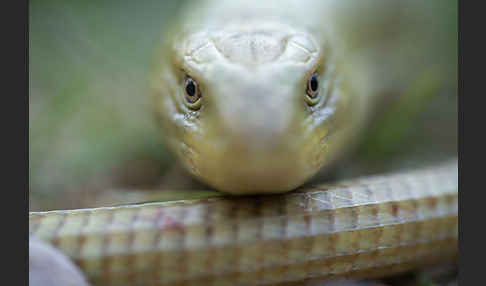 Scheltopusik (Pseudopus apodus)