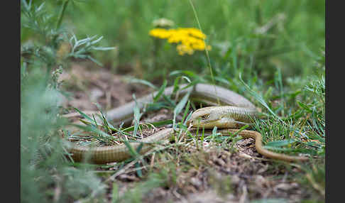 Scheltopusik (Pseudopus apodus)