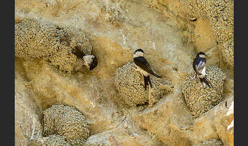 Mehlschwalbe (Delichon urbica)