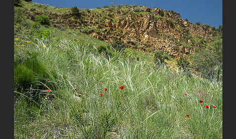 Federgras (Stipa spec.)