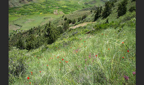 Federgras (Stipa spec.)