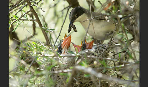 Nachtigallengrasmücke (Curruca crassirostris)