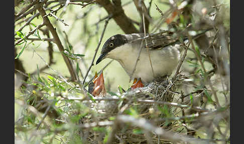 Nachtigallengrasmücke (Curruca crassirostris)