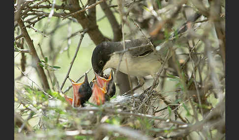 Nachtigallengrasmücke (Curruca crassirostris)