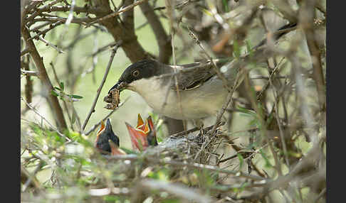 Nachtigallengrasmücke (Curruca crassirostris)